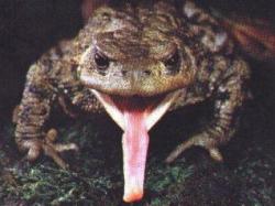 broaste veninoase