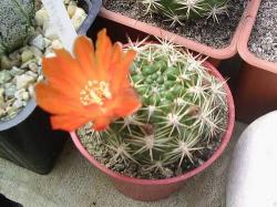 cactus2