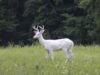 caprioara alba