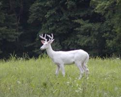 caprioara alba