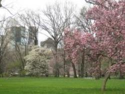 central park