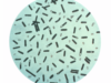 Clostridium botulinum