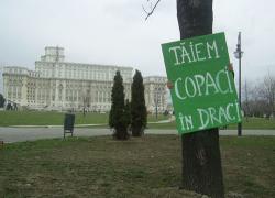copaci