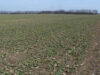 cultivarea rapitei