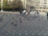 Timisoara centru