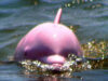 delfin roz delfin roz