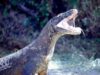 dragon de komodo dragon de komodo