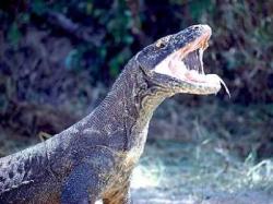 dragon de komodo