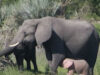 elefant roz elefant roz