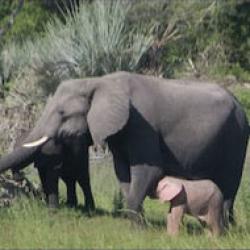 elefant roz