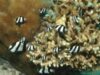 fauna marina