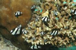 fauna marina