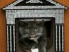 feline rasfatate