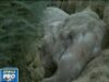 femela elefant