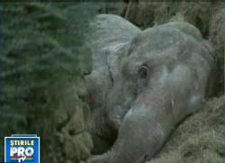 femela elefant