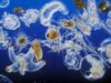 Fitoplanctonul absoarbe 45 miliarde de tone de dioxid de carbon pe an Fitoplanctonul absoarbe 45 miliarde de tone de dioxid de carbon pe an