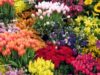 flowers2.jpg