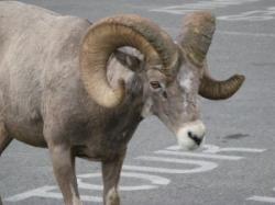 Capra montana pe autostrada