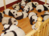 gradinita de panda gradinita de panda