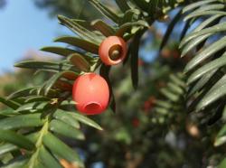 Himalayan yew