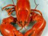 homar