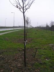 plantari