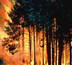 incendiu de padure