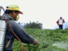 insecticid