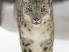 leopard de zapada