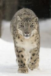 leopard de zapada