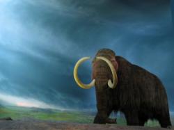 mamut