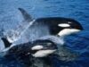 orca2.jpg