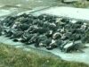 pinguini morti pinguini morti