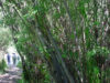 plante bioenergetice