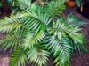 plante de interior