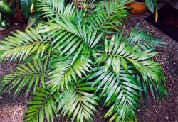plante de interior