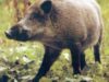 porc mistret