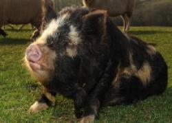 porc