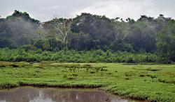 paduri braziliene