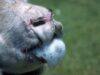 sore-muzzle2.jpg