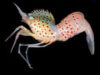 specie de creveta