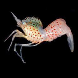 specie de creveta