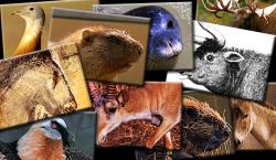 Animale Disparute