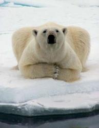 urs polar