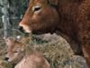 vaca cu tripleti