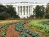 white-house-organic-garden-lawn-planted-rows-of-vegetable-green-leafy-plants-washington-dc-president-front-columns-pennsylvania-avenue-photo.jpg white-house-organic-garden-lawn-planted-rows-of-vegetable-green-leafy-plants-washington-dc-president-front-columns-pennsylvania-avenue-photo.jpg