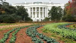white-house-organic-garden-lawn-planted-rows-of-vegetable-green-leafy-plants-washington-dc-president-front-columns-pennsylvania-avenue-photo.jpg