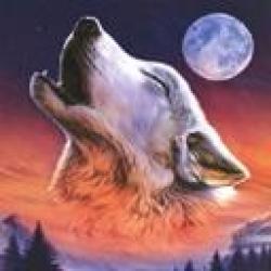 wolf_320_320_0_9223372036854775000_0_1_0.jpg