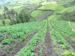 agricultura ecologica