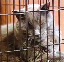 animale fara stapan